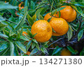 Fresh Oranges Branch 134271380