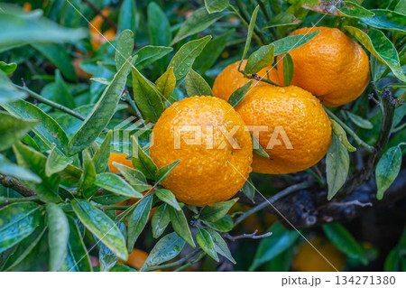 Fresh Oranges Branch 134271380
