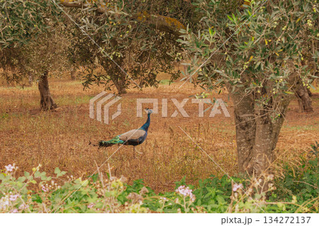 Peacock Walking Through an Olive Grove on Crete Island Before Harvest 134272137