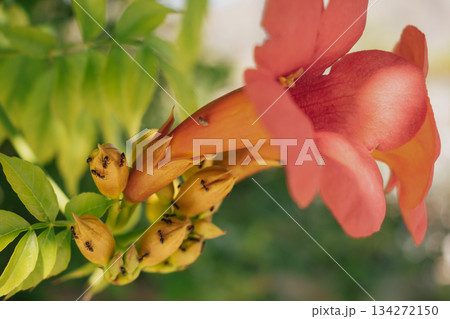 Vibrant tropical vine flower close-up, showing rich pink or magenta petals 134272150
