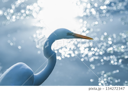 サギと水面の光 134272347