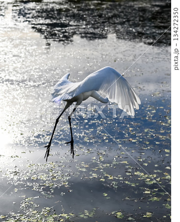 鷺の着水アクション 134272350