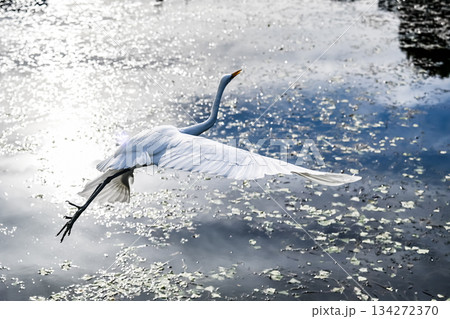 白鷺の飛翔 白鷺の飛翔 134272370