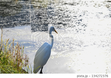 白鷺 水面 逆光 白鷺 水面 逆光 134272376