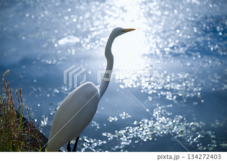 水辺に立つ白鷺と水面の反射 水辺に立つ白鷺と水面の反射 134272403