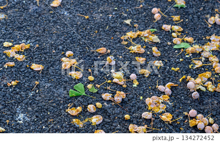 腐ったイチョウの実と葉 腐ったイチョウの実と葉 134272452