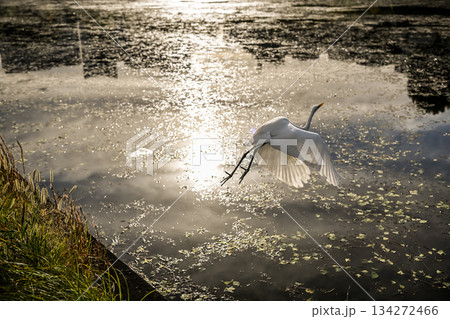 水辺の白鷺 飛翔 134272466