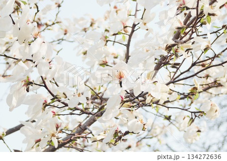北海道の公園に咲くコブシの花 134272636