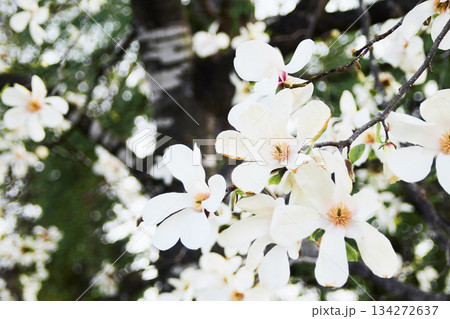北海道の公園に咲くコブシの花 北海道の公園に咲くコブシの花 134272637