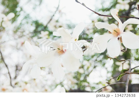 北海道の公園に咲くコブシの花 134272638