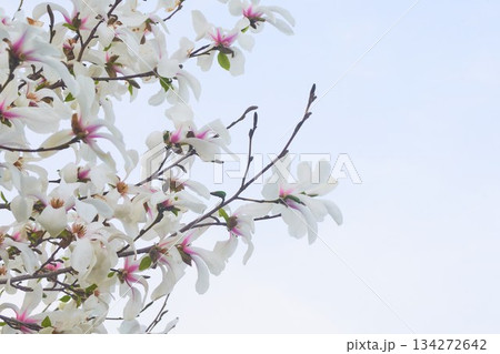 北海道の公園に咲くコブシの花 134272642