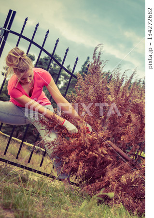 Woman removing pulling dead tree 134272682