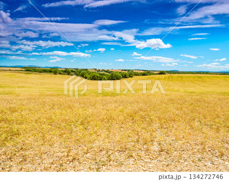Chickpea field in Provence France Chickpea field in Provence France 134272746