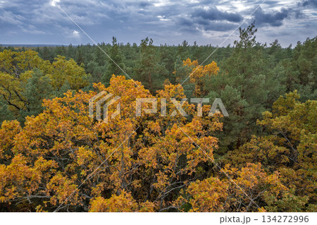 Autumn forest canopy under dramatic cloudy sky. Autumn forest canopy under dramatic cloudy sky. 134272996