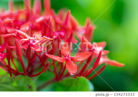 クロ-ズアップ クローズアップ 接写 134273333