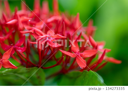 クロ－ズアップ クローズアップ 接写 134273335