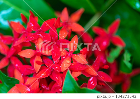 クロ－ズアップ クローズアップ 接写 134273342