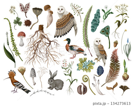 Rewild organic owl vector with earthy moss root elements in raw isolated nature Rewild organic owl vector with earthy moss root elements in raw isolated nature 134273613