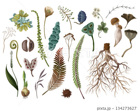 Rewild moss root organic soil earthy raw botanical elements eco vector pattern design isolated. 134273627