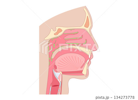 Postnasal drip poster 134273778