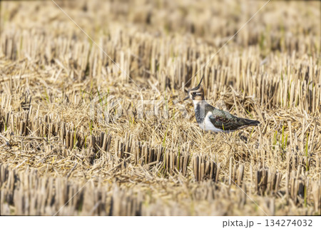 農耕地に飛来したタゲリ 134274032