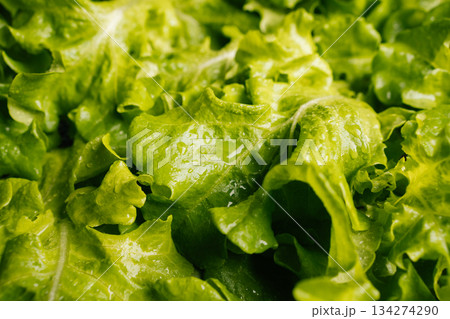 Close-up view of freshly harvested green lettuce leaves forming textured and vibrant backdrop, perfect for showcasing healthy recipes, nobody. Concept of promoting benefits of plant-based diet. Close-up view of freshly harvested green lettuce leaves forming textured and vibrant backdrop, perfect for showcasing healthy recipes, nobody. Concept of promoting benefits of plant-based diet. 134274290