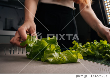 Close-up cropped shot of female chef preparing fresh, homegrown green lettuce on cutting board, highlighting importance of healthy eating and embracing farm-to-table practices for nutritious meals. Close-up cropped shot of female chef preparing fresh, homegrown green lettuce on cutting board, highlighting importance of healthy eating and embracing farm-to-table practices for nutritious meals. 134274293