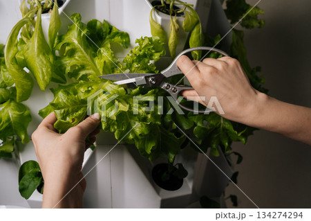 Gardener female using scissors, harvesting fresh lettuce leaves from vertical hydroponic farming system, showcasing sustainable agriculture and modern farming techniques. Concept of home gardening. Gardener female using scissors, harvesting fresh lettuce leaves from vertical hydroponic farming system, showcasing sustainable agriculture and modern farming techniques. Concept of home gardening. 134274294
