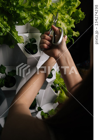 Close-up of female hands using scissors, harvesting fresh lettuce growing in modern vertical hydroponic farm, showcasing sustainable agriculture and innovative food production techniques. Close-up of female hands using scissors, harvesting fresh lettuce growing in modern vertical hydroponic farm, showcasing sustainable agriculture and innovative food production techniques. 134274298
