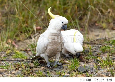 A Sulphur Crested Cockatoo walking on the ground looking for food A Sulphur Crested Cockatoo walking on the ground looking for food 134274326