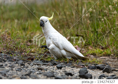 A Sulphur Crested Cockatoo walking on the ground looking for food A Sulphur Crested Cockatoo walking on the ground looking for food 134274327