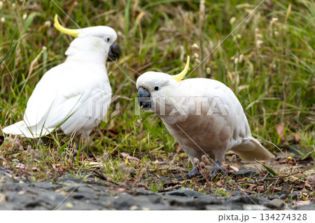 A Sulphur Crested Cockatoo walking on the ground looking for food 134274328
