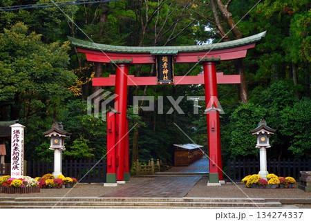 弥彦神社(彌彦神社)鳥居 弥彦神社(彌彦神社)鳥居 134274337