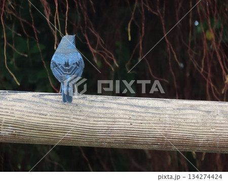 人工的な木の構造物の上にとまる青いイソヒヨドリのオス 134274424