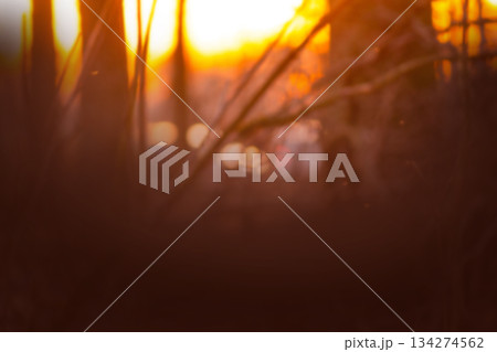 Blurred autumn background with sunburst. Autumnal landscape natural bokeh backdrop. Blurred fall natural background with bokeh. 134274562