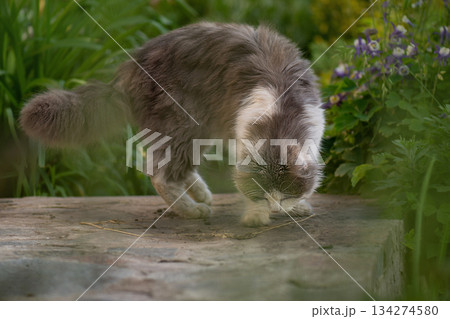 Cats that live outside. Take care of  domestic cats living on the street. 134274580