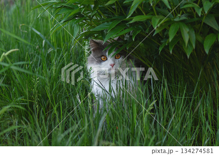 Outdoor gray cat lying in the green grass in the courtyard. Little funny cat in the green grass outdoors. Outdoor gray cat lying in the green grass in the courtyard. Little funny cat in the green grass outdoors. 134274581