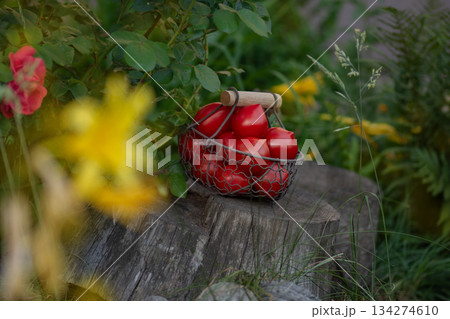 Red tomatoes in metal mesh basket utdoors. Tomatoes  pepper variety shape. Wicker metal mesh basket with tomatoes 134274610