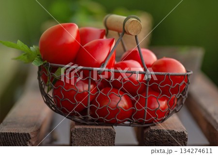 Red tomatoes in metal mesh basket utdoors. Tomatoes  pepper variety shape. Wicker metal mesh basket with tomatoes 134274611
