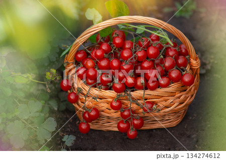 Red cherry tomatoes. Basket of freshly harvested red cherry tomatoes in garden 134274612