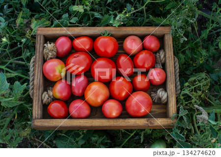 Red tomatoes in a box utdoors. Box full of red tomatoes near plants. Box of freshly harvested tomatoes Red tomatoes in a box utdoors. Box full of red tomatoes near plants. Box of freshly harvested tomatoes 134274620