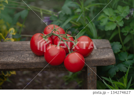 Round red tomatoes. Tomatoes on wooden background.Tomatoes on a wooden surface. Round red tomatoes. Tomatoes on wooden background.Tomatoes on a wooden surface. 134274627