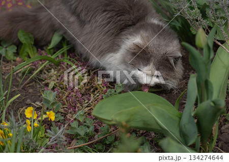 Funny face cat sitting and eating fresh green grass. Beautiful curious cat eating cat grass. 134274644