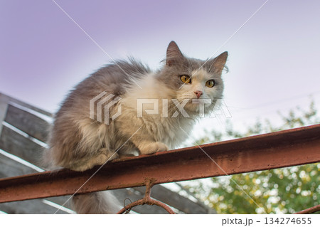 Cat balancing very skillful on the narrow fence. Vintage old fence at ranch with cat. 134274655