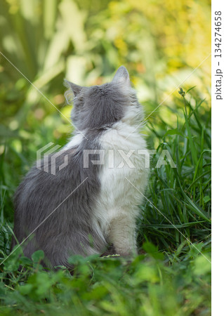 Make cats outdoor environments in the garden safe. Cute cat safe explore the outdoor world. 134274658