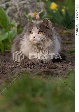Cute cat in pet friendly garden concept photo. Pet safe non poisonous garden plants. 134274660