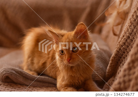 Relaxed body language creates soothing mood. Cute, gentle ginger kitten is resting on a sofa on a warm blanket in a cozy atmosphere Relaxed body language creates soothing mood. Cute, gentle ginger kitten is resting on a sofa on a warm blanket in a cozy atmosphere 134274677