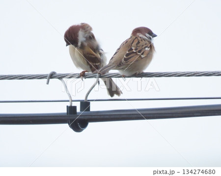 電線にとまる2匹のスズメ 134274680