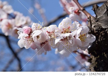 梅の花 134274720