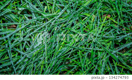 A close-up photograph of green grass covered in dew. The morning light highlights the water droplets on the grass, its vibrant texture, and its damp surface. A tranquil natural landscape. A close-up photograph of green grass covered in dew. The morning light highlights the water droplets on the grass, its vibrant texture, and its damp surface. A tranquil natural landscape. 134274793